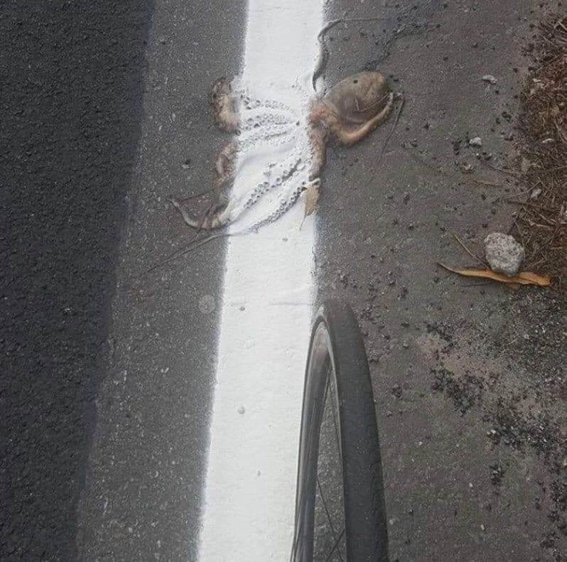 Describe this image